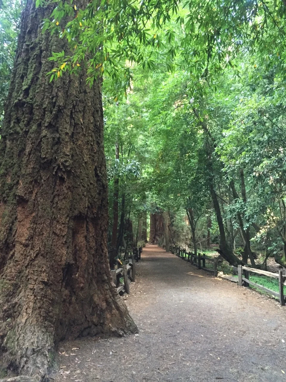Sunday run through holy sanctuary of ancient redwoods.