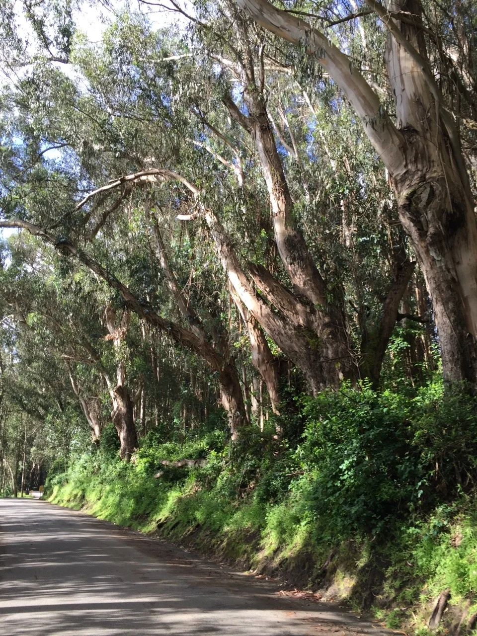 Morning run through Eucalyptus grove in Pescadero.