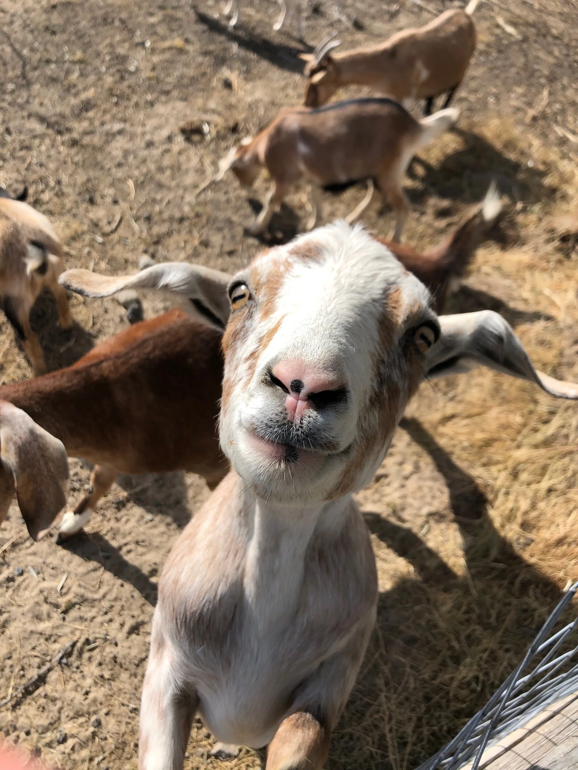 Robin loves goats and goats love Robin.