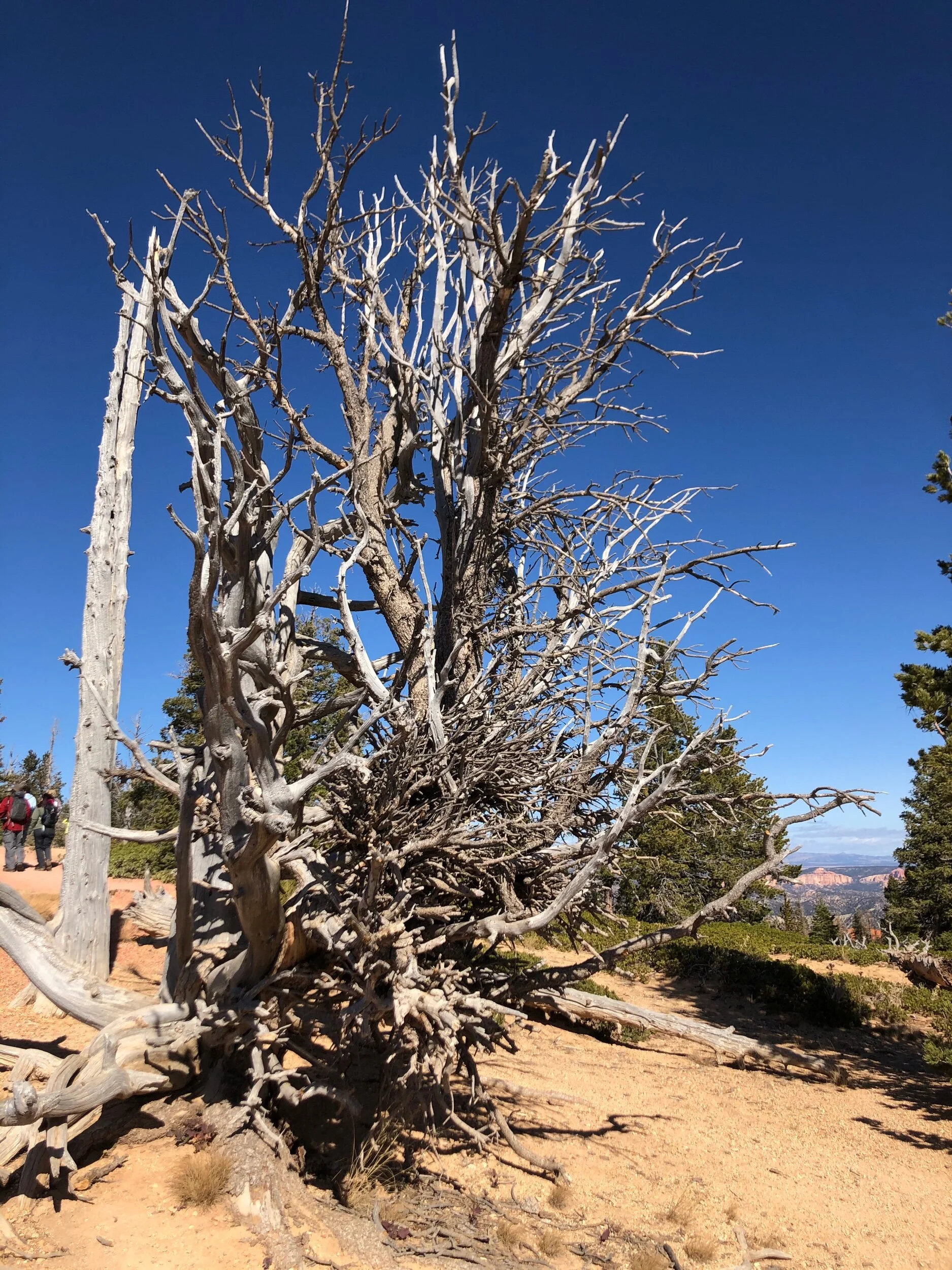 This Bristlecone Pine looks dead but is actually alive. Incredible.