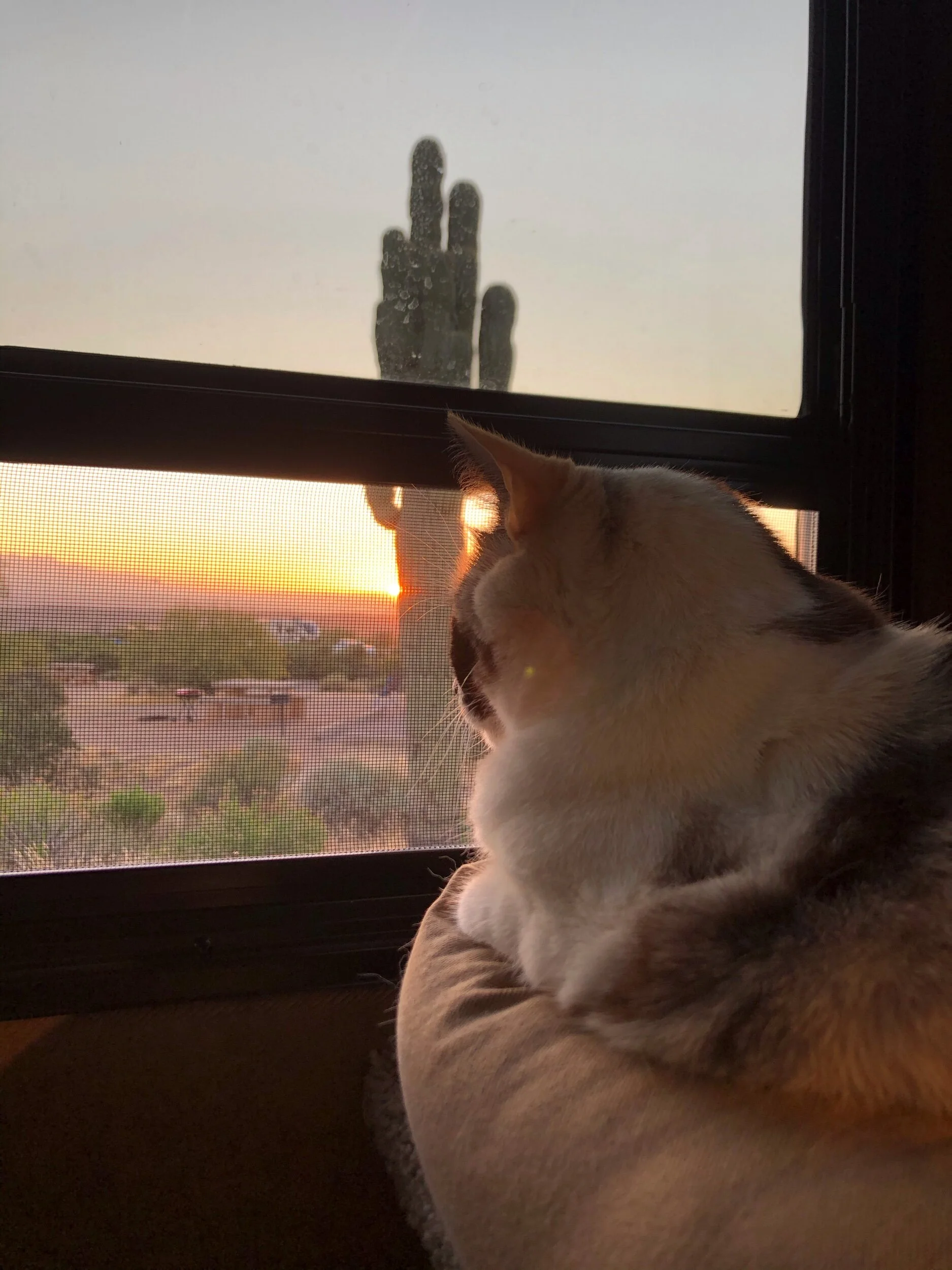 T’Chat enjoying a sunrise in McDowell Mountain Regional Park