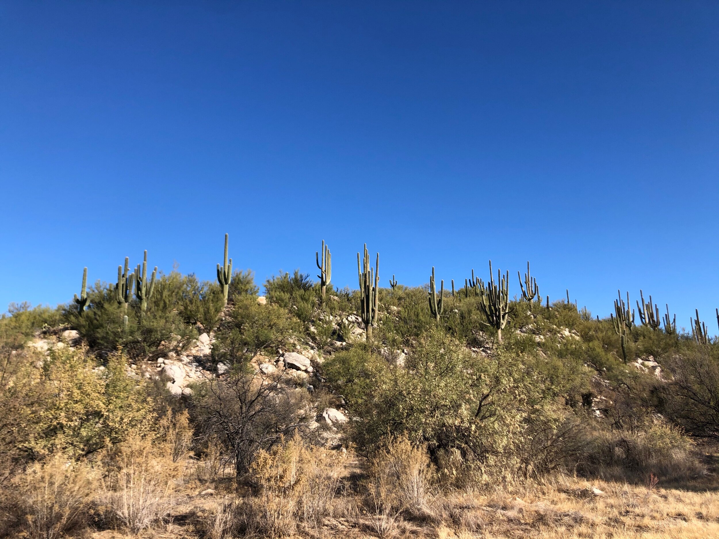 From one of Robin’s runs at Catalina State Park, Tucson