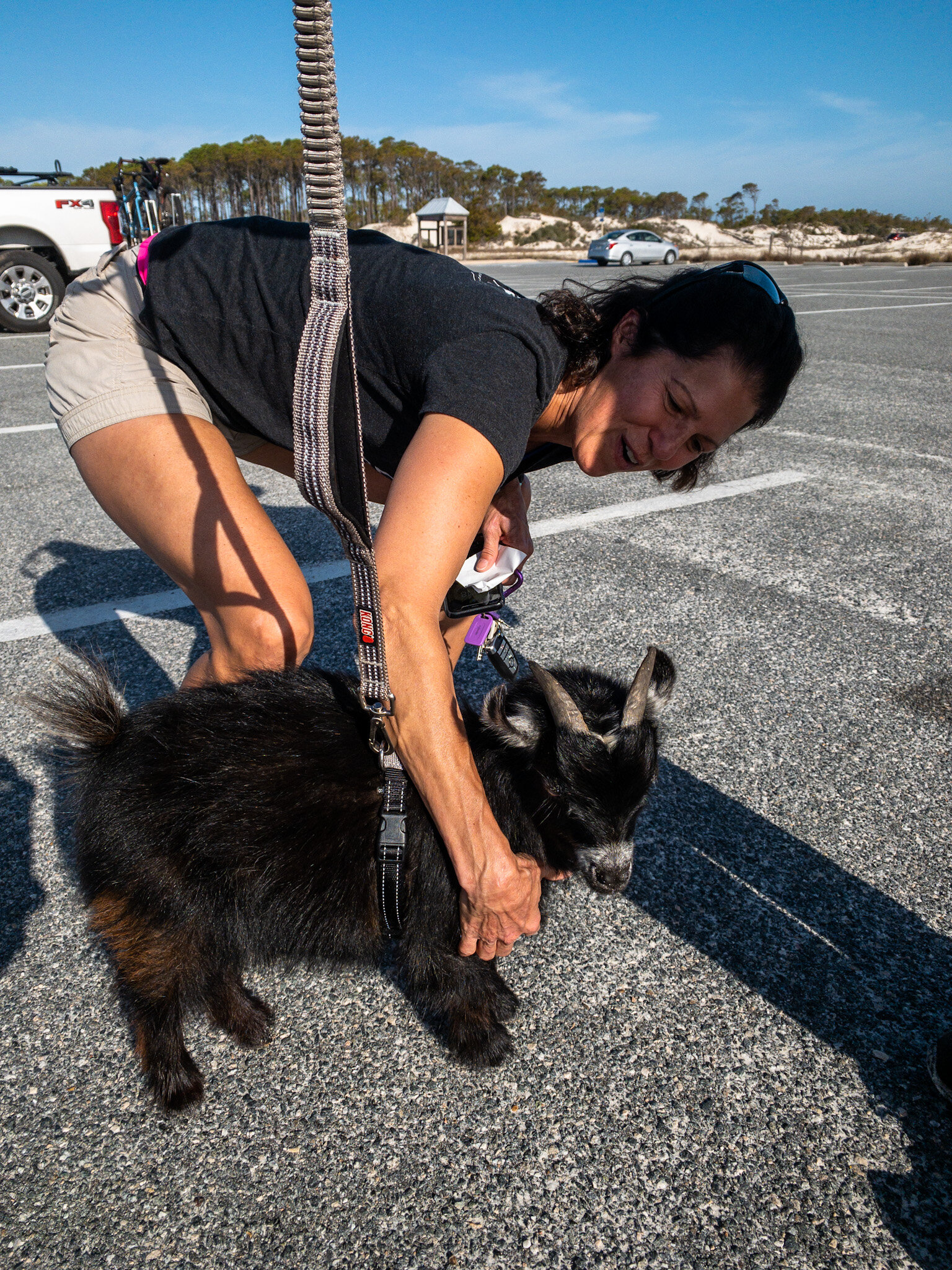 Stitch, the pygmy goat.