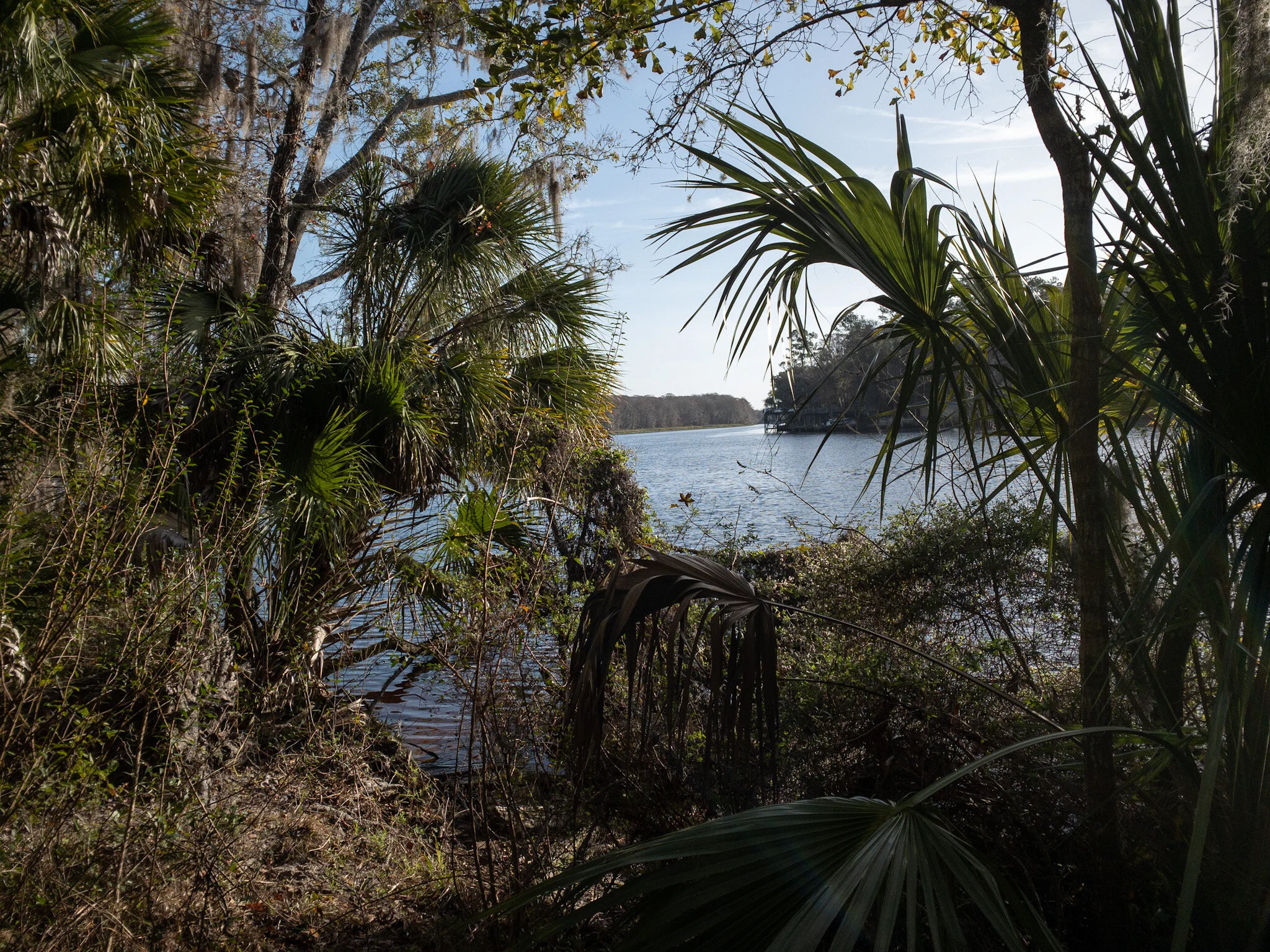 Our campsite view of the Suwannee.