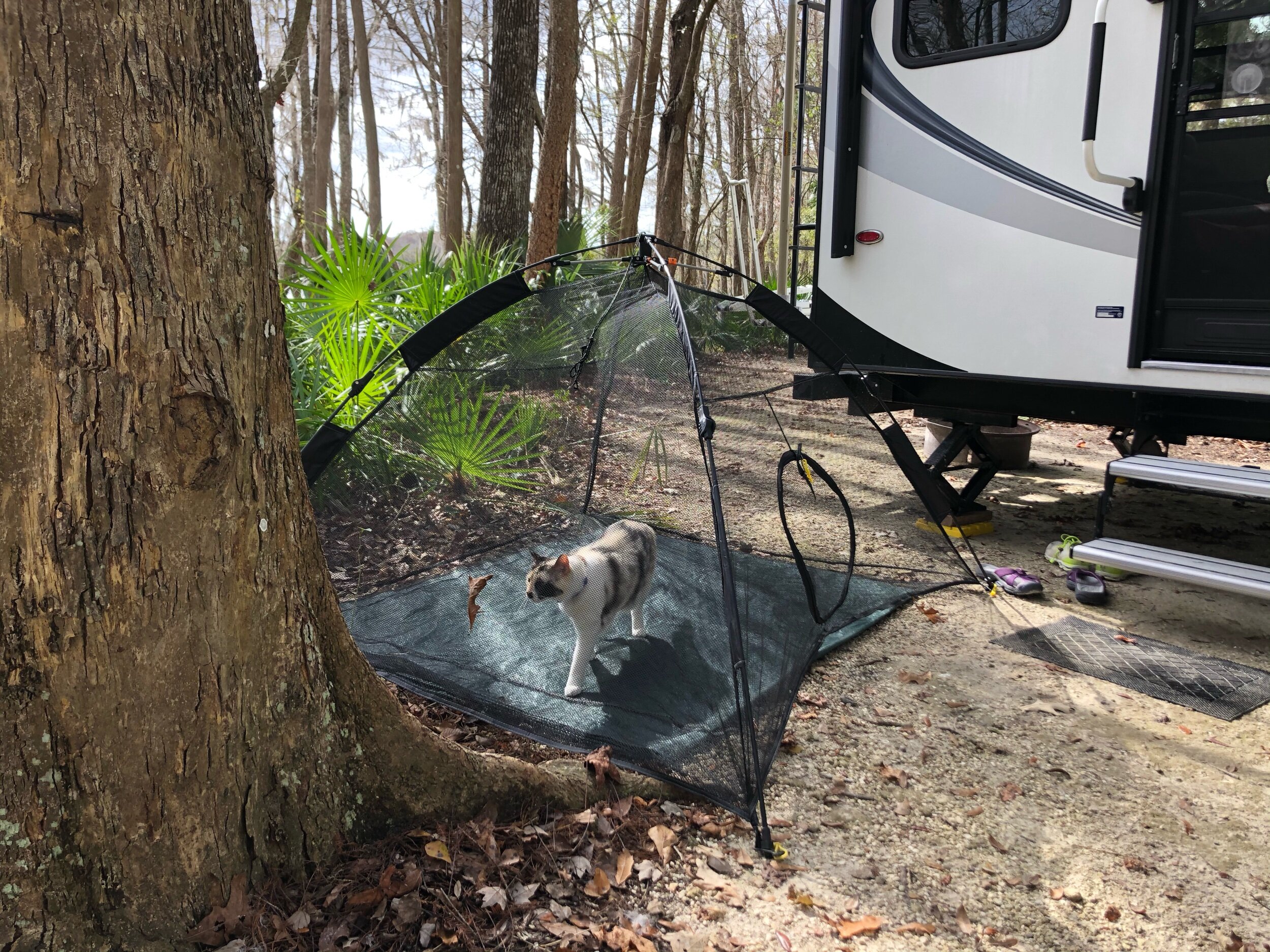 A local swamp panther we captured.