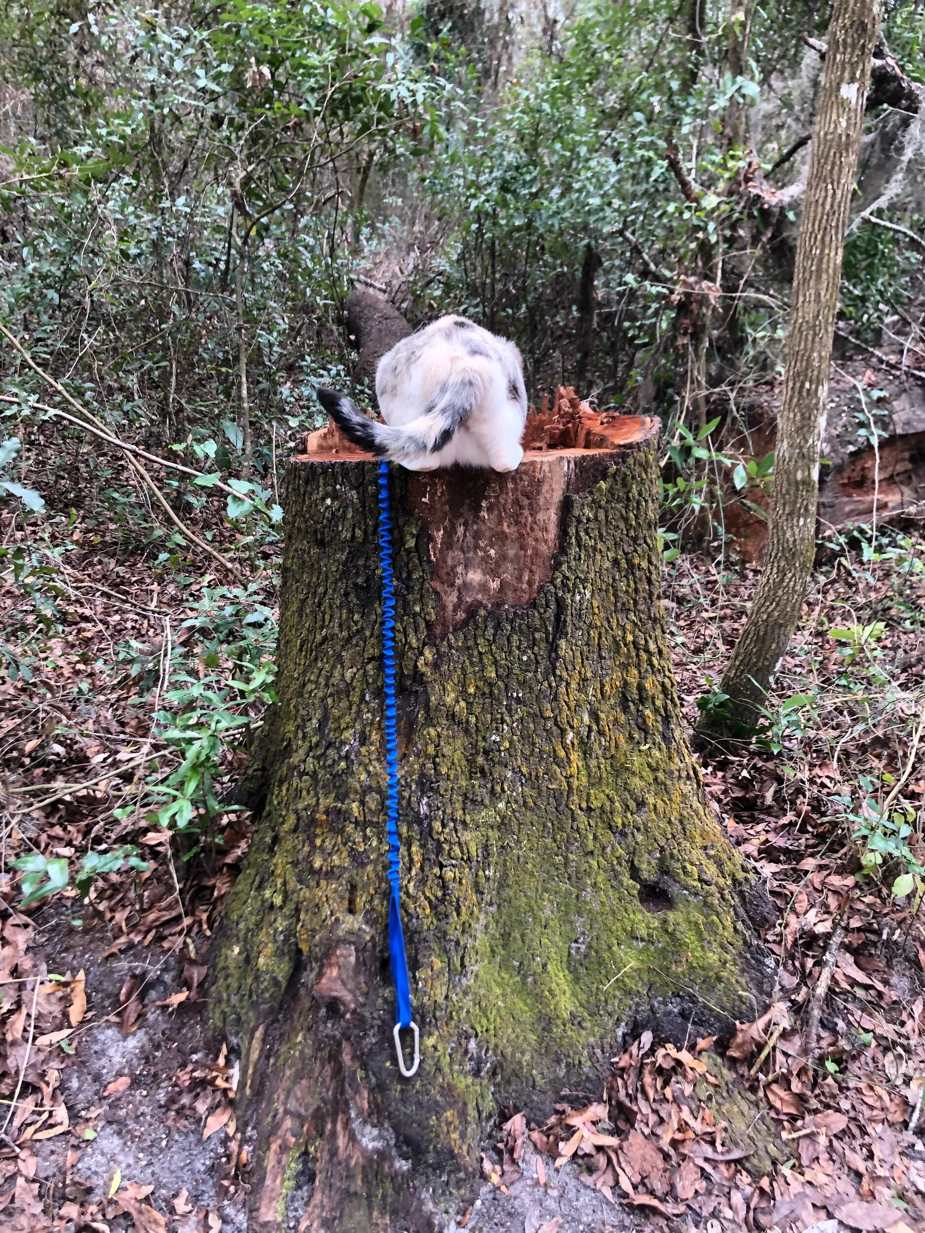 Performing a stump inspection.