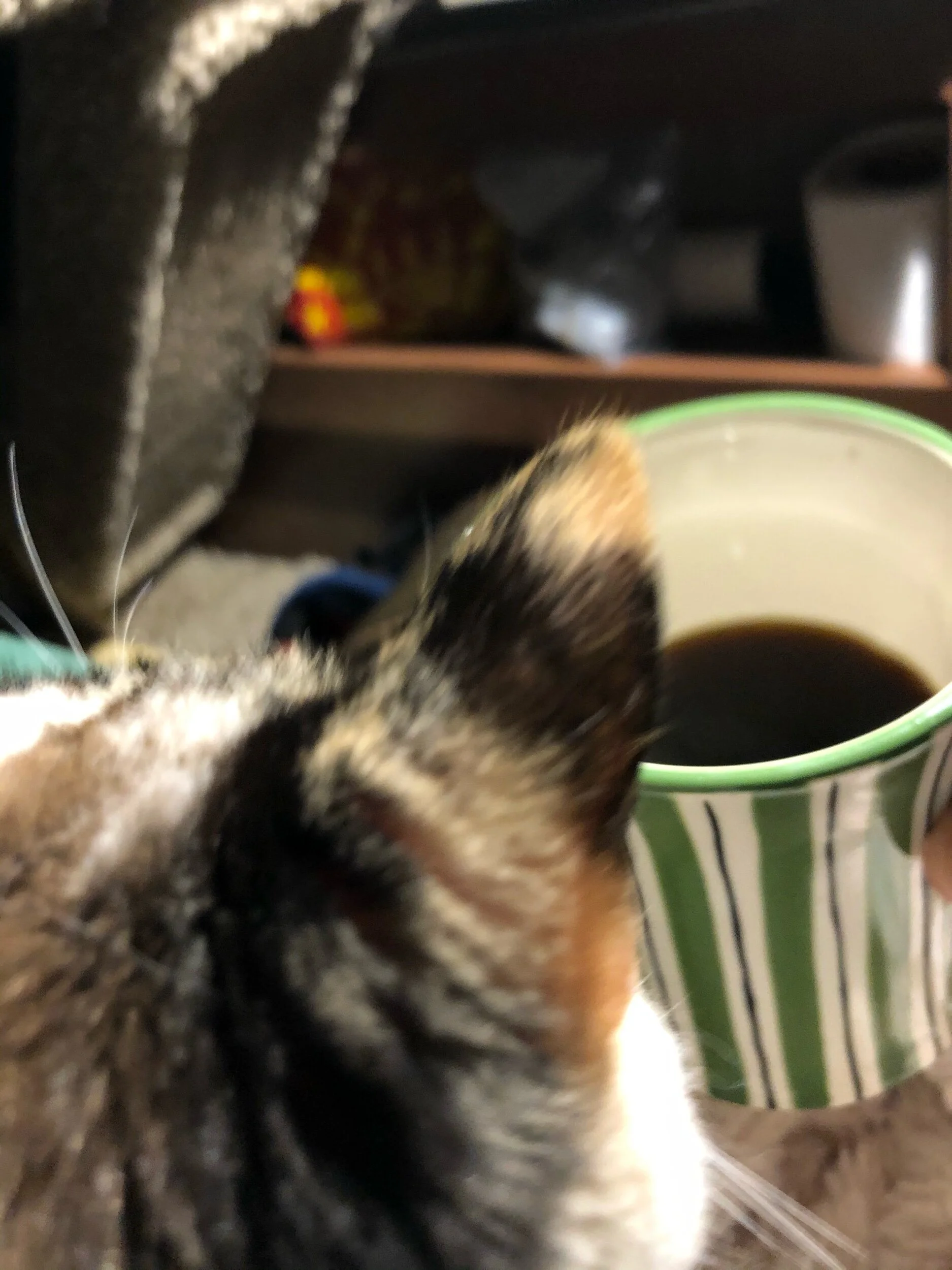 Morning coffee with kitty. Thank you Ann and Dad for the beautiful mug! Thank you Remi for the wonderful coffee beans!
