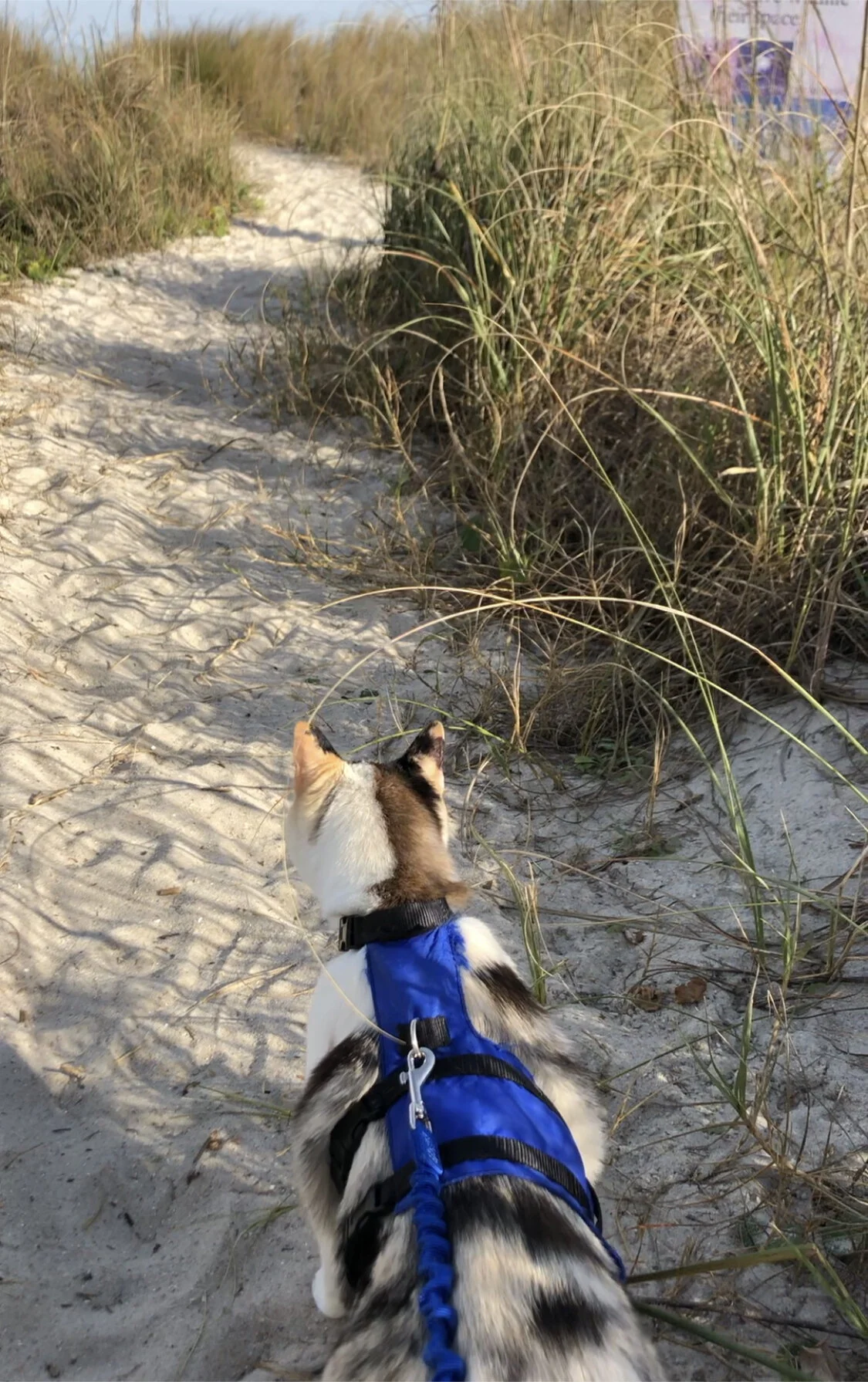 Our intrepid explorer heads to the beach!