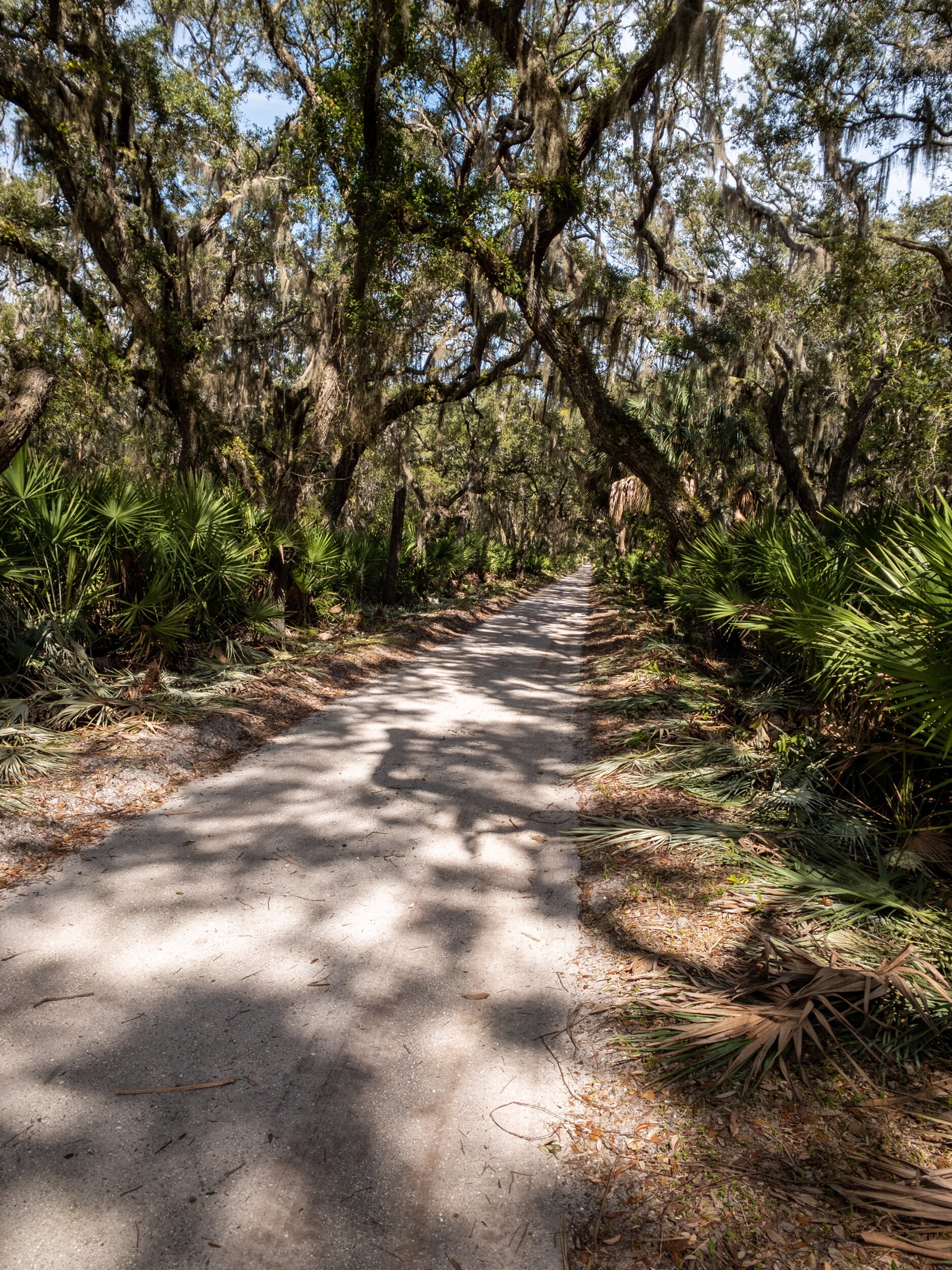 From Ross’ ride on Cumberland Island.