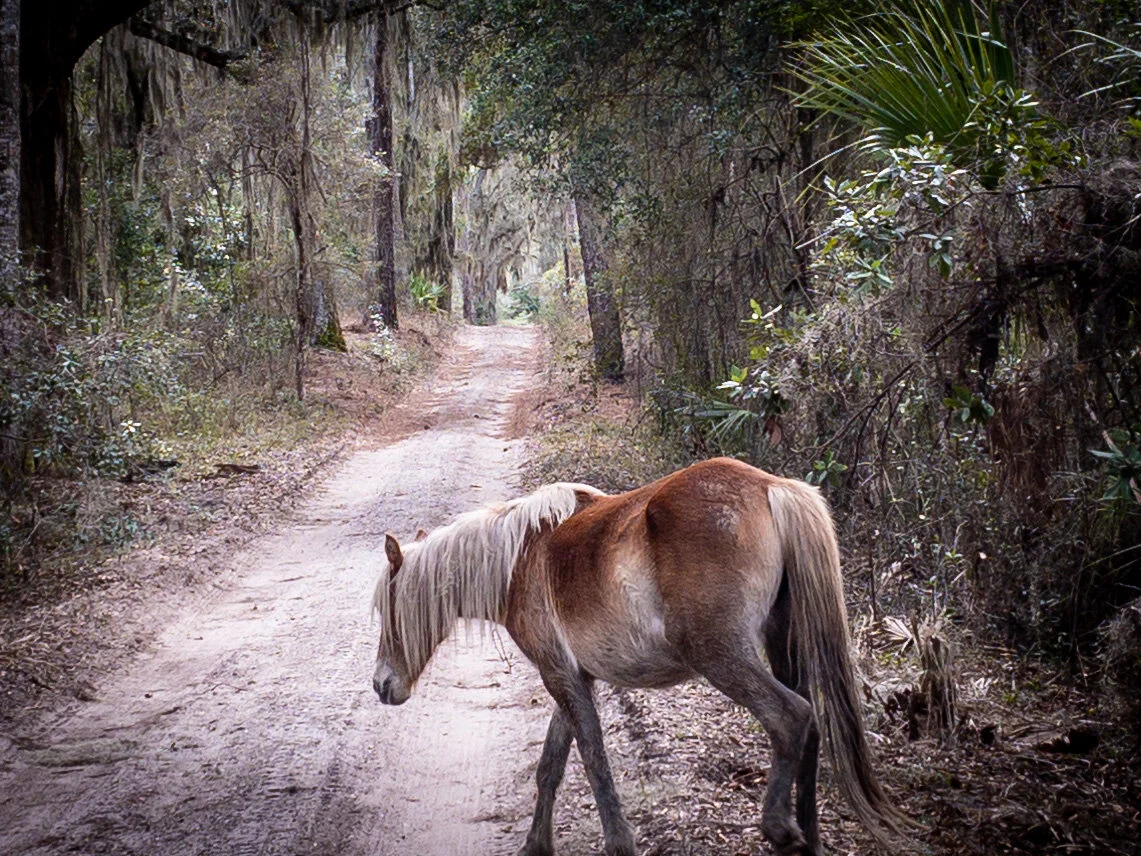 Wild horse looking tame.