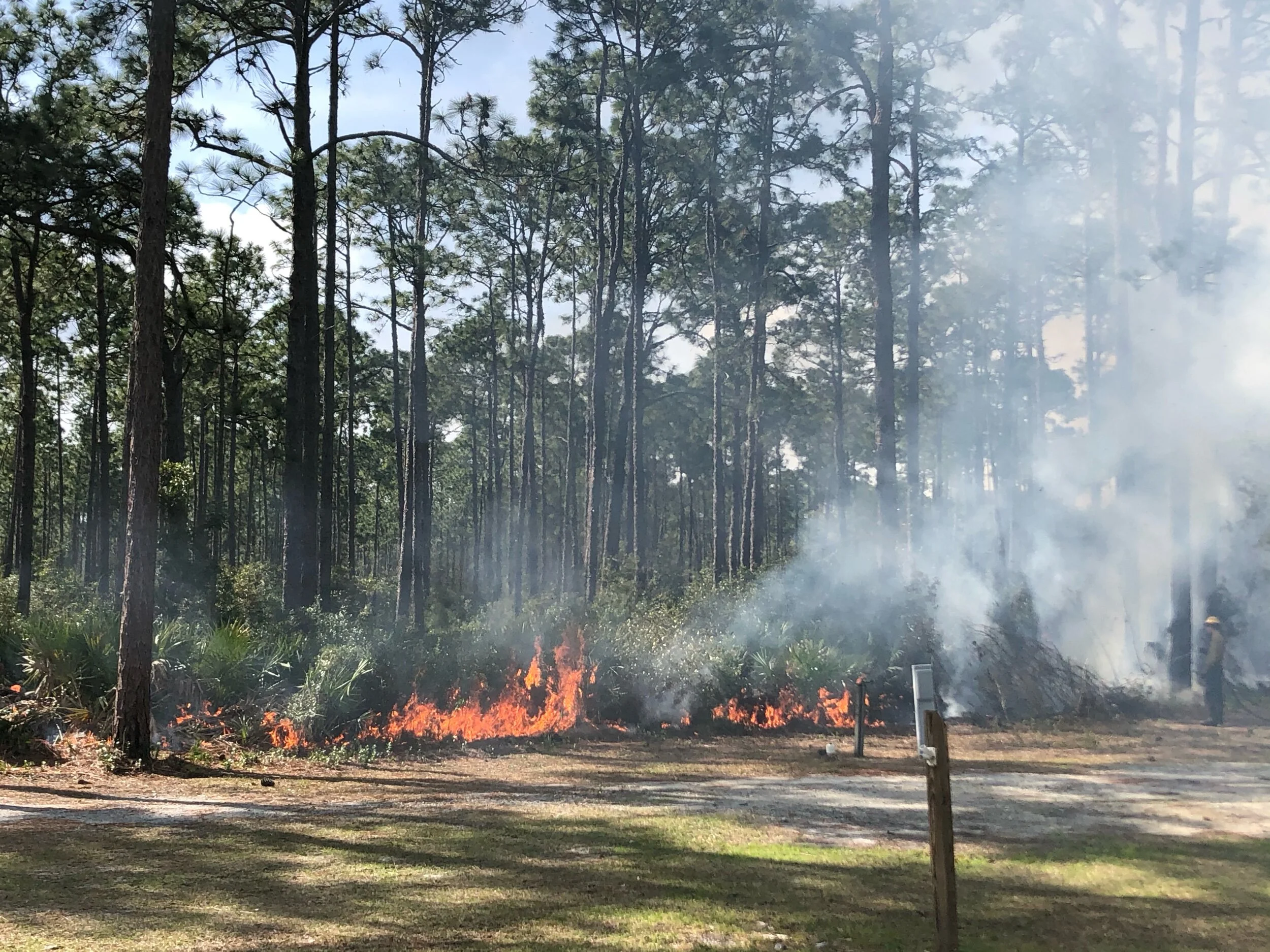 Prescribed burn.