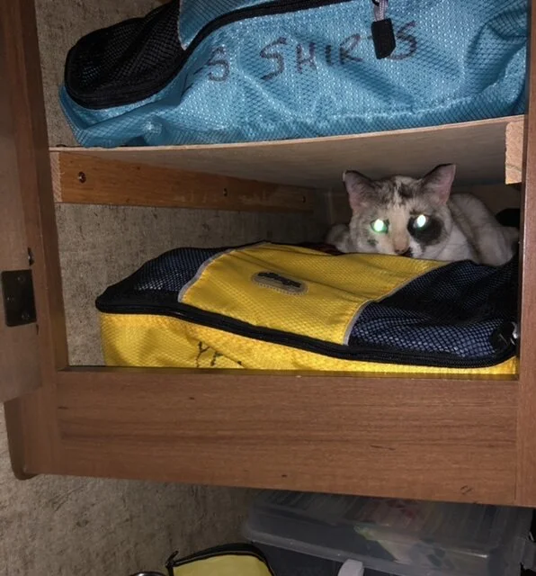 The Detective making sure there are no burglars in my clothes closet.