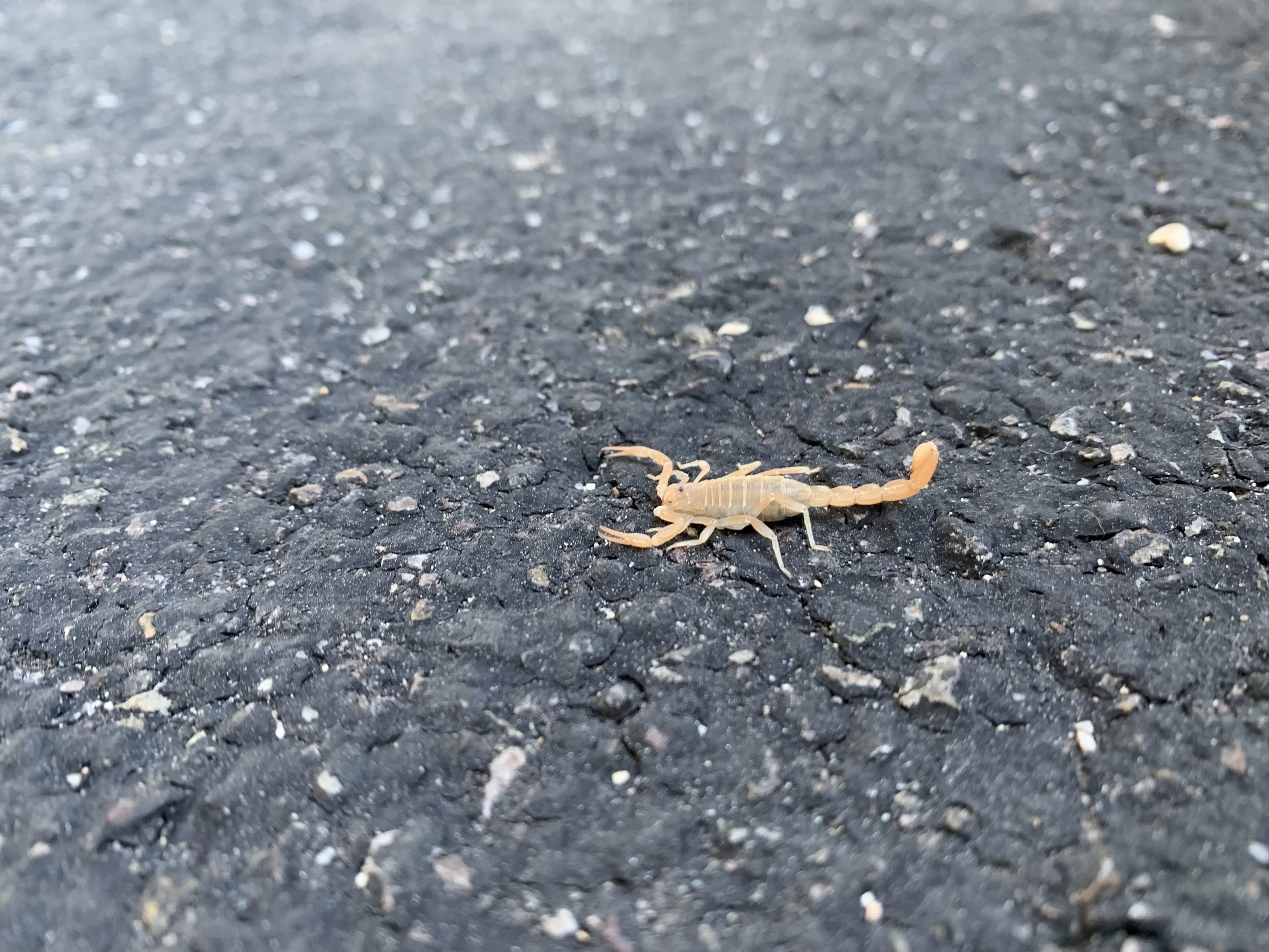 Yes… this baby scorpion was outside our RV. We also saw a bobcat and very large coyotes, but no pics to prove it.