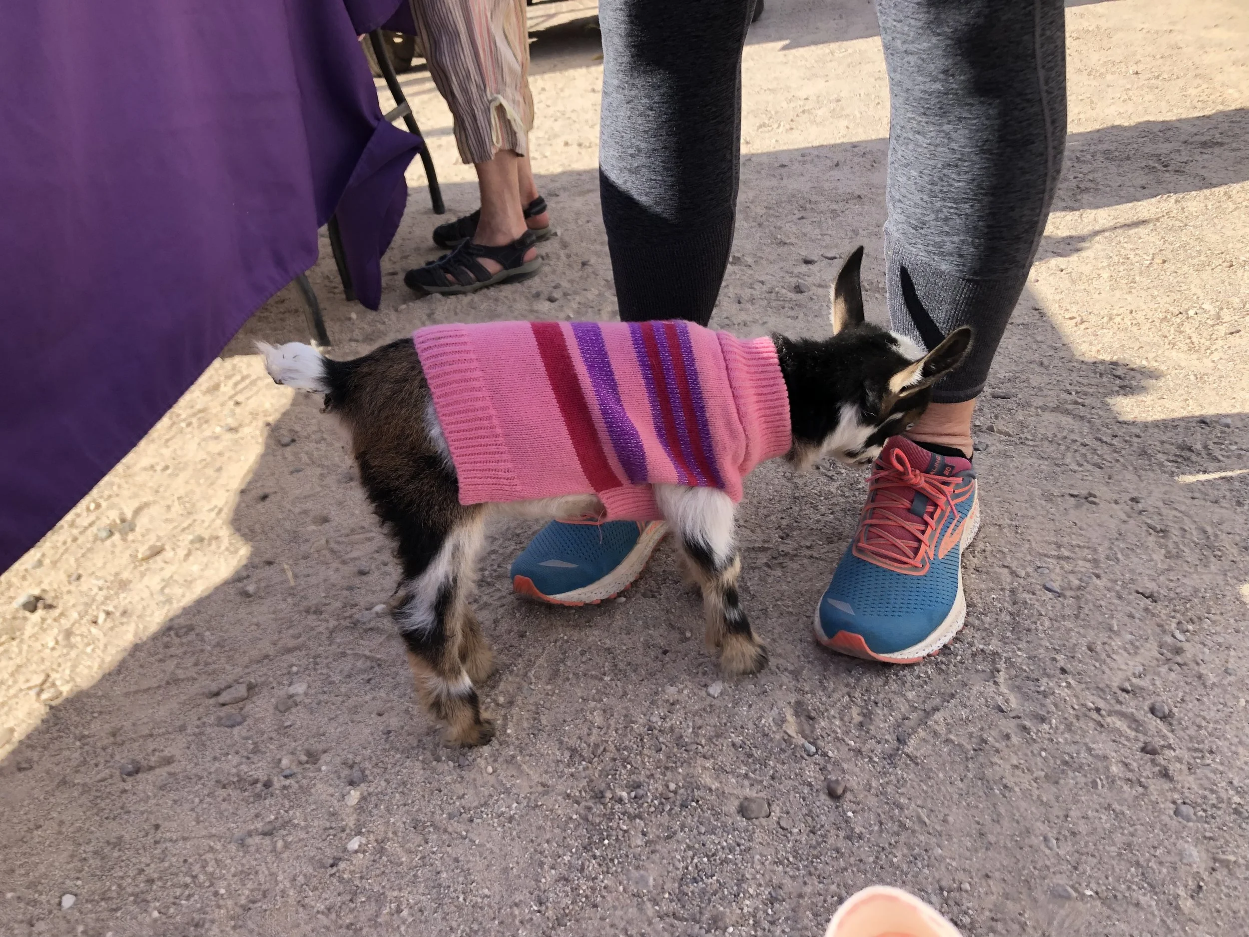 Farmers Market Goat