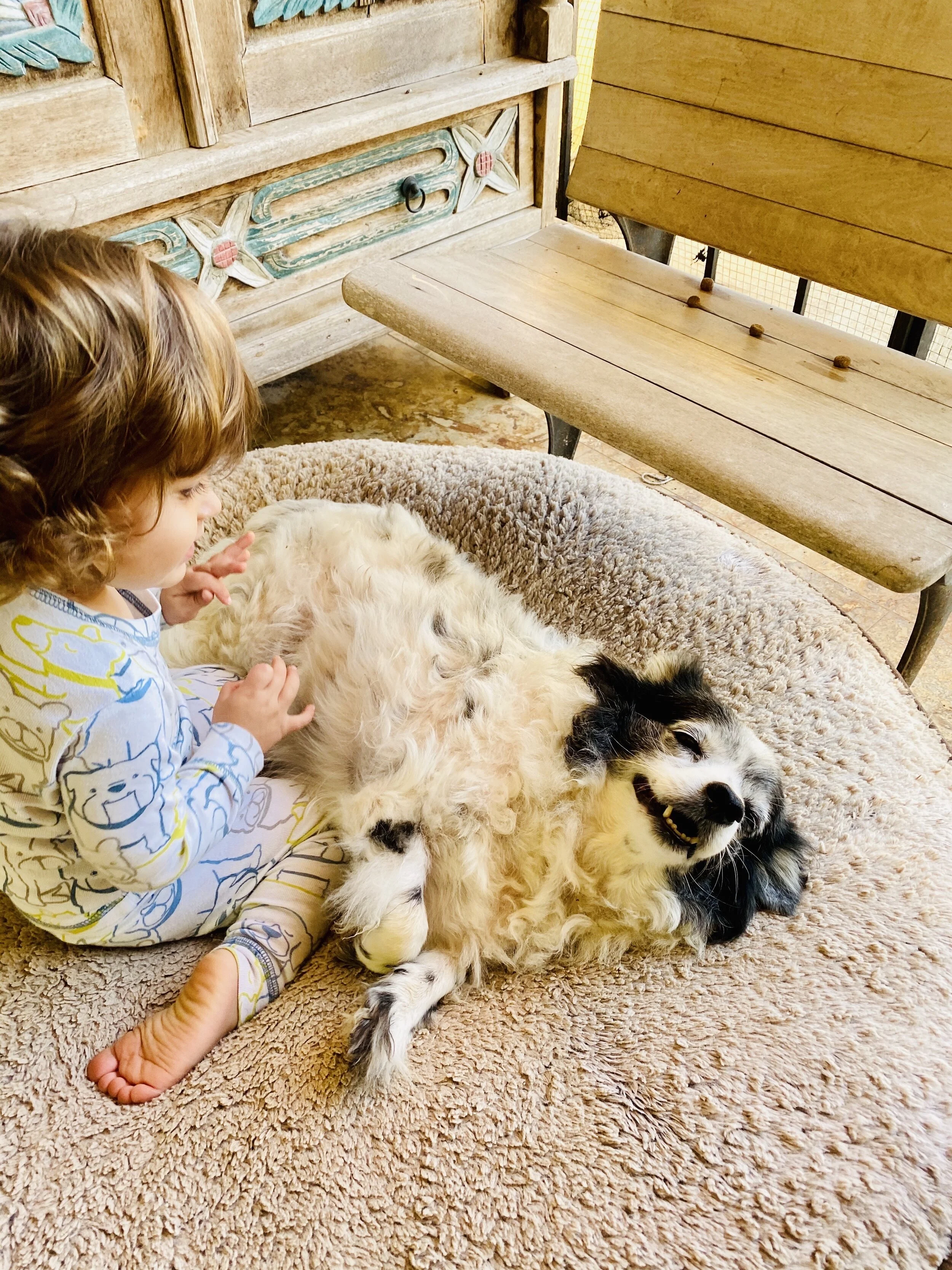 How to Make Homemade Wet Dog Food — Mud Puddles & Motherhood