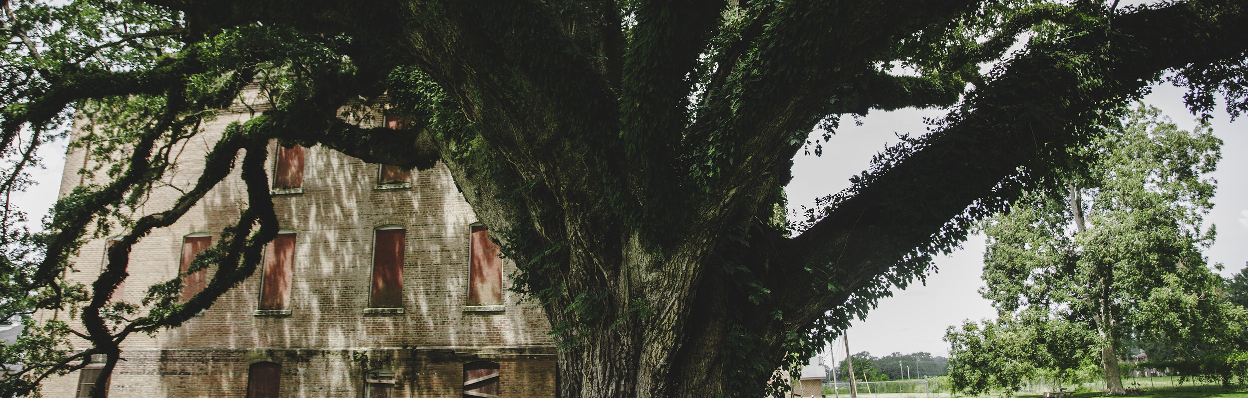 ULEDF tree.jpg