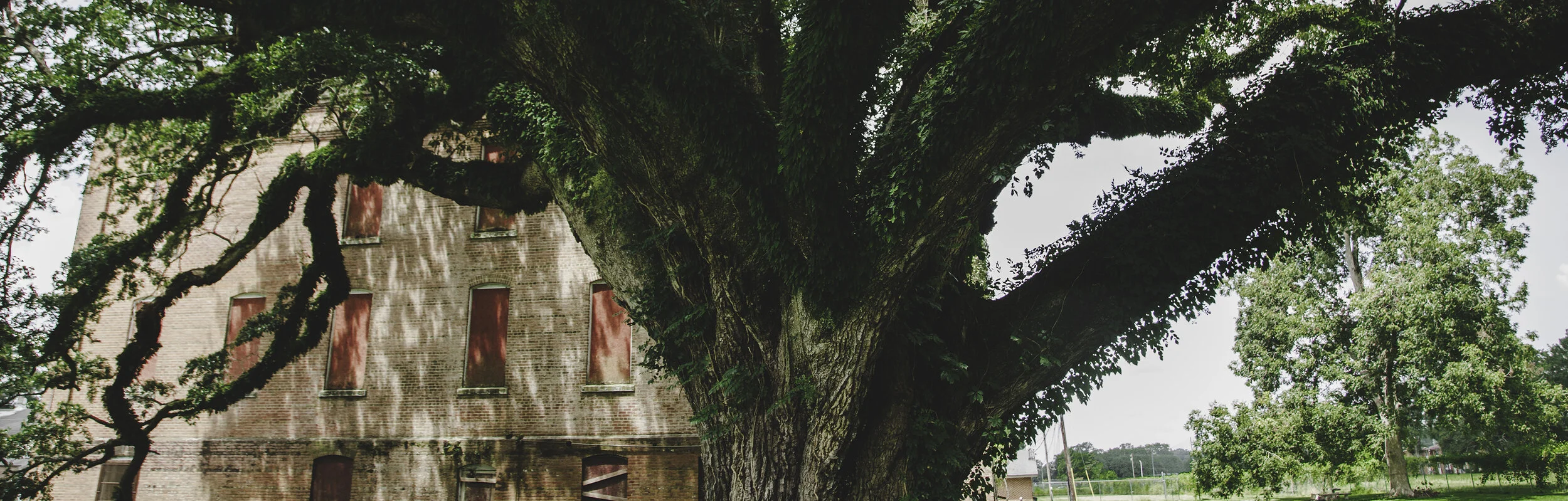 ULEDF tree.jpg