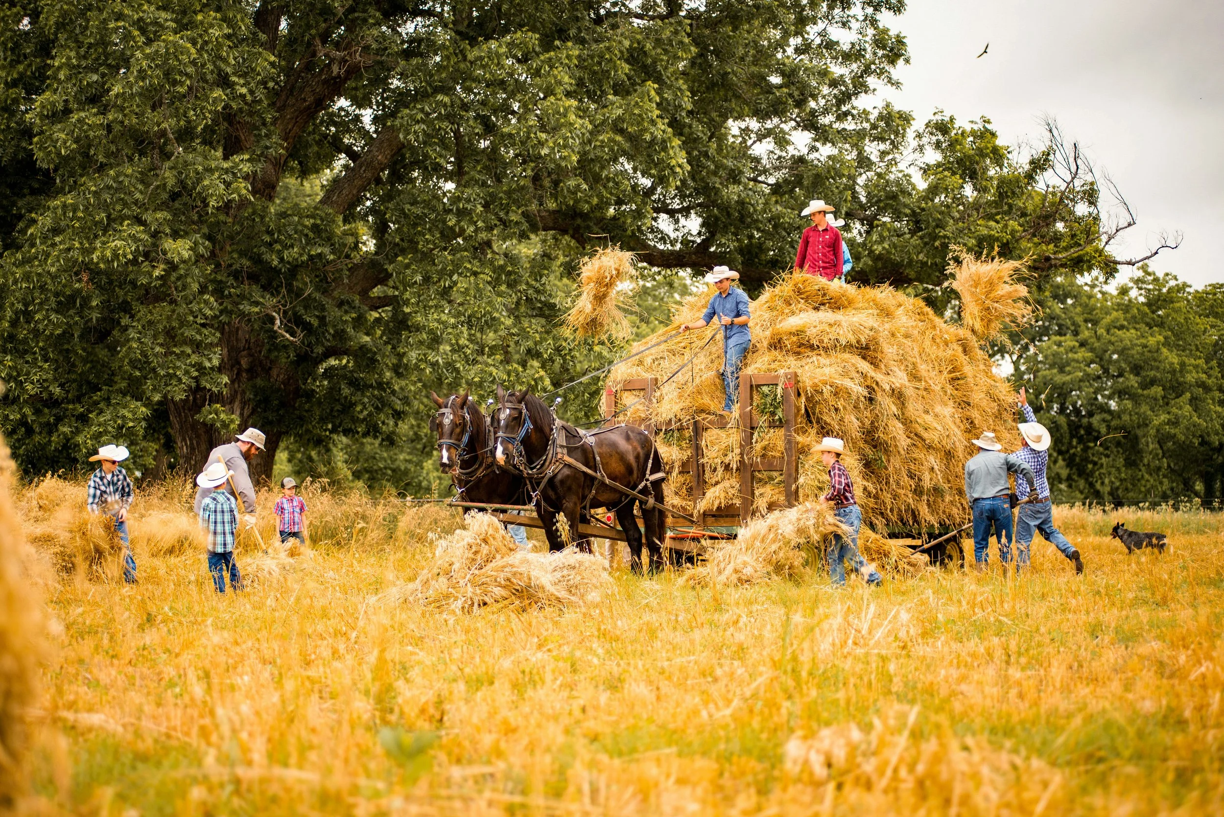 "The Joy of the Harvest" by Chris Gregor