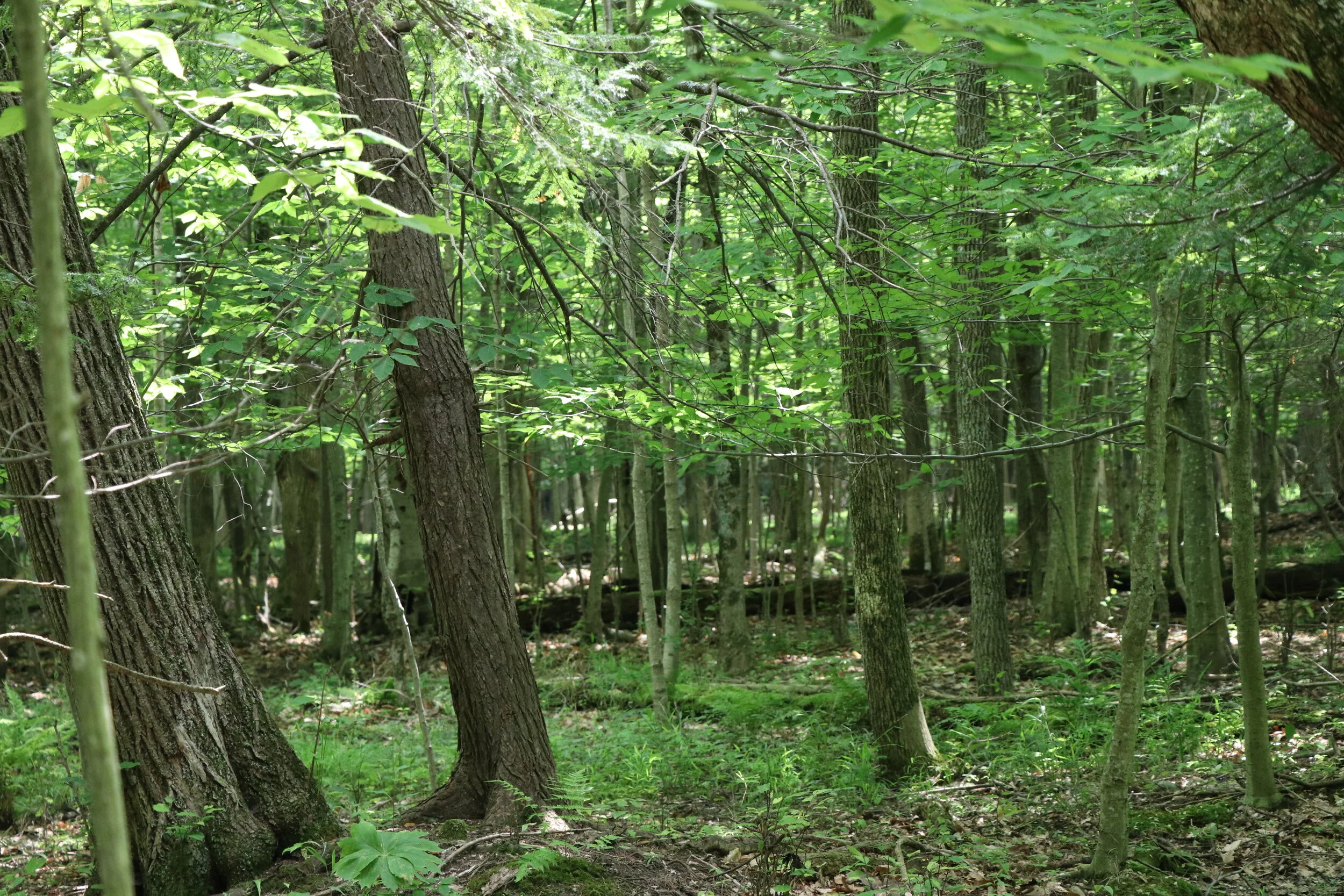 Smith Woods — Cayuga Nature Center