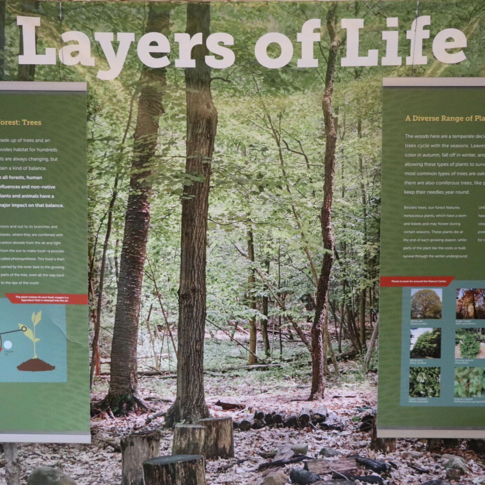 Layers of Life
