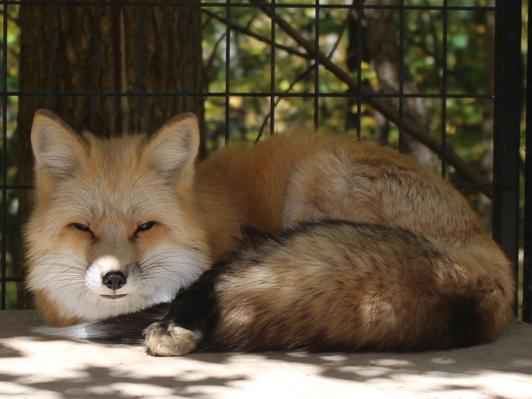 Animal Ambassadors of the Cayuga Nature Center