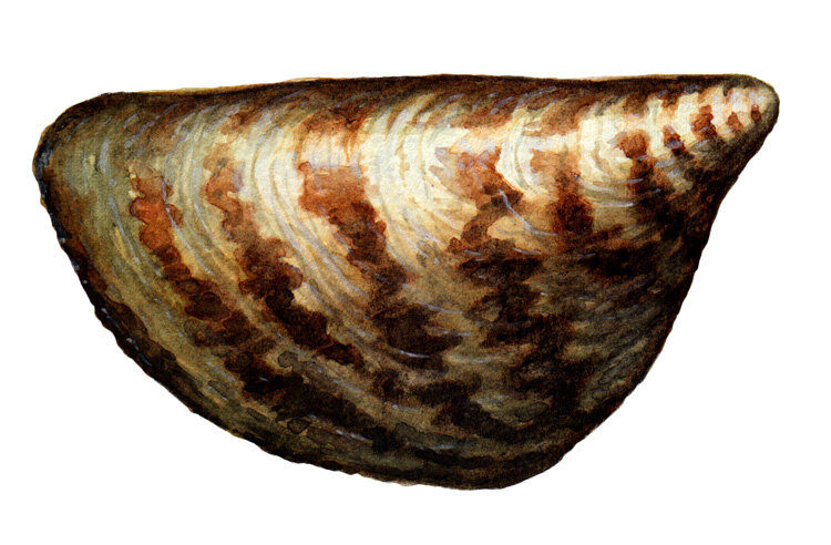 Zebra mussel. Illustration by Duane Raver.