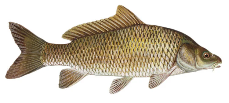 Common carp. Illustration by Duane Raver.