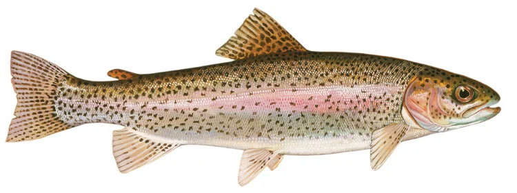Rainbow trout. Illustration by Duane Raver.