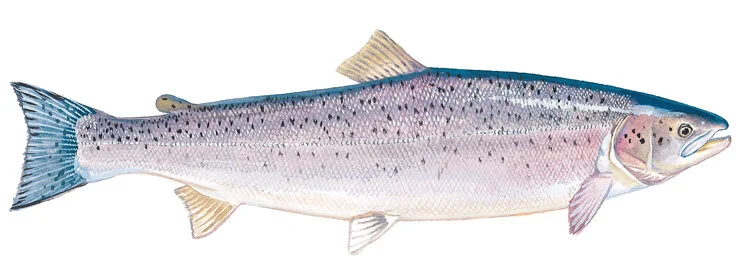 Atlantic salmon. Illustration by Duane Raver.