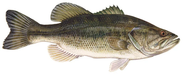 Largemouth bass. Illustration by Duane Raver.
