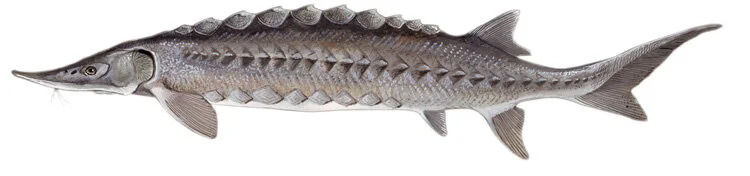 Lake sturgeon. Illustration by Duane Raver.