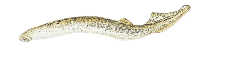 Sea lamprey. Illustration by Duane Raver.