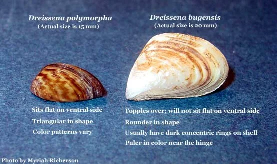 Differences between zebra mussels (Dreissena polymorpha) and quagga mussels (Dreissena bugensis). Image by Myriah Richerson (USGS; public domain).