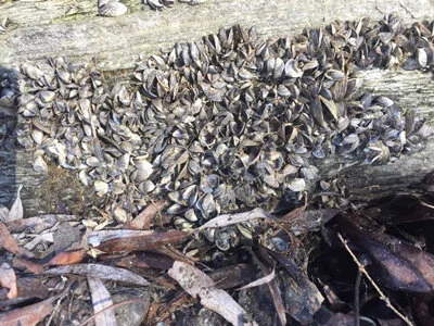 Zebra mussels exposed at low water, Stewart Park, Ithaca, NY.