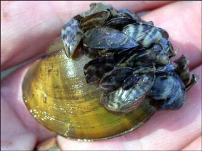 Zebra mussels growing on top of a Higgins eye pearly mussel, an endangered species. Photograph by the U.S. Fish and Wildlife Service (Public Domain).