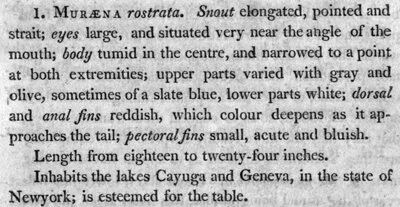 The original taxonomic description of the American eel.