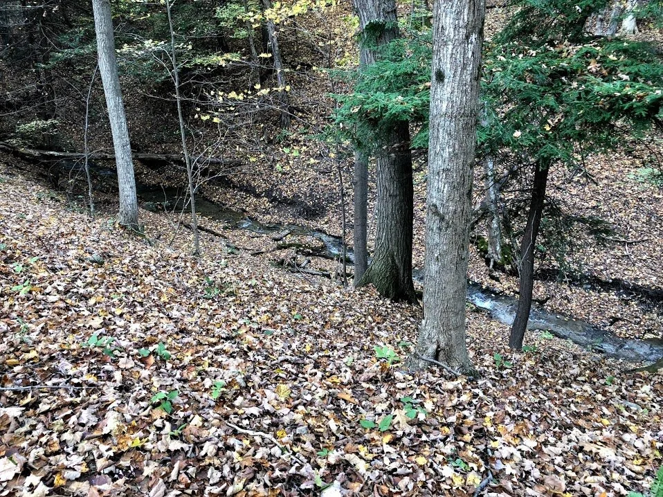 CNC woods and stream.jpg