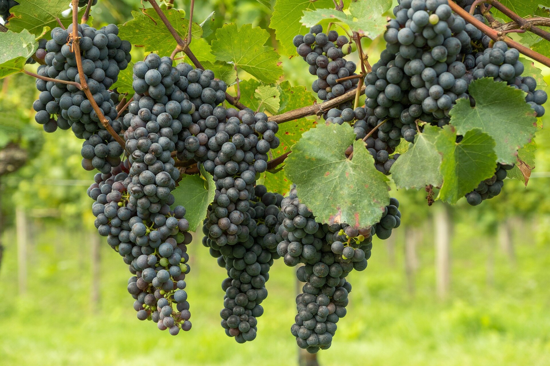 grapes-5551325_1920 (1).jpg