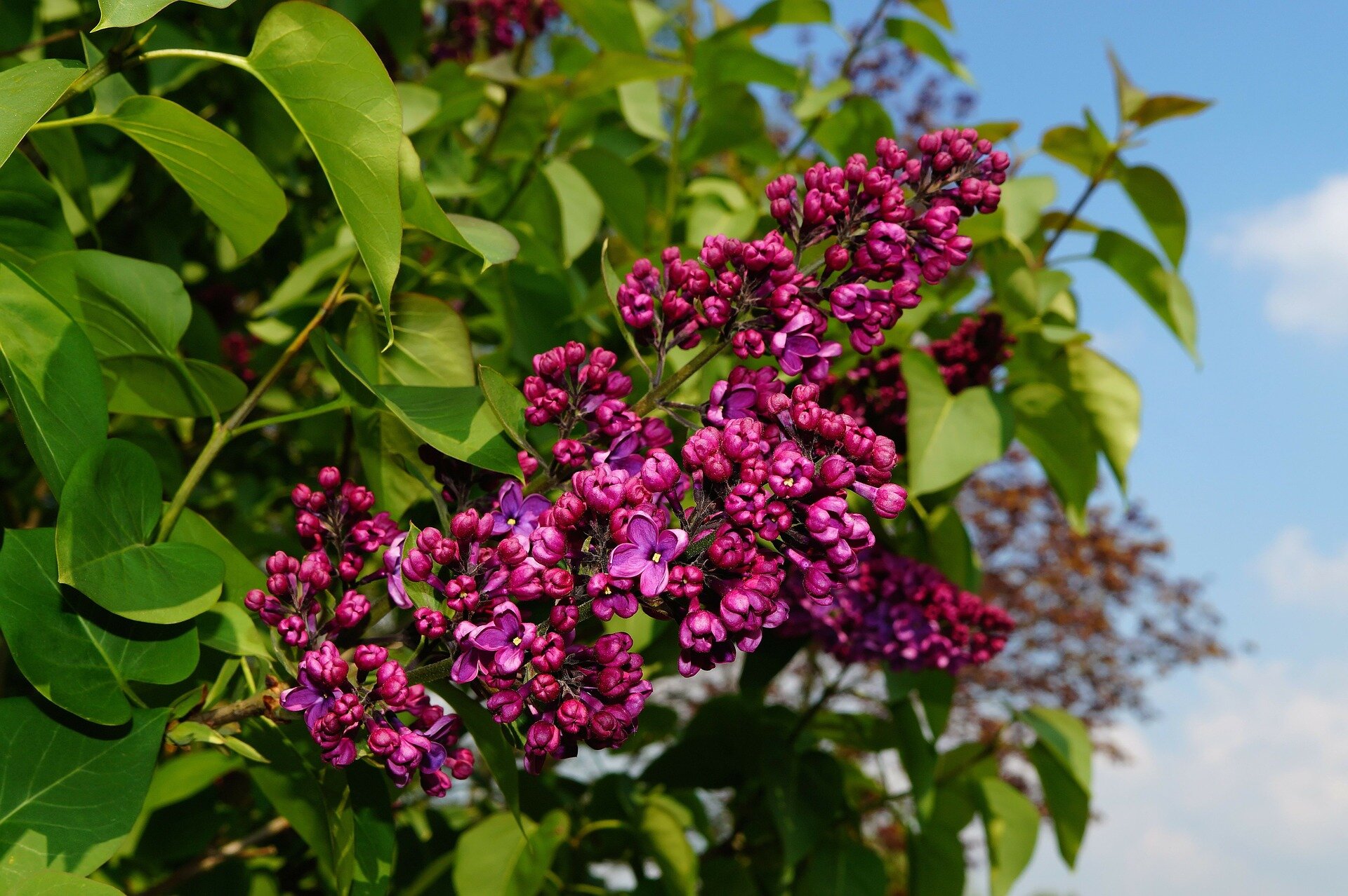 lilac-331172_1920 (1).jpg