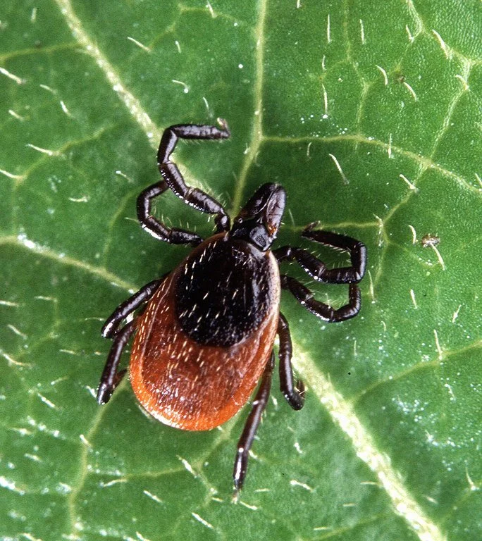 684px-Adult_deer_tick-USDA-public domain.jpg