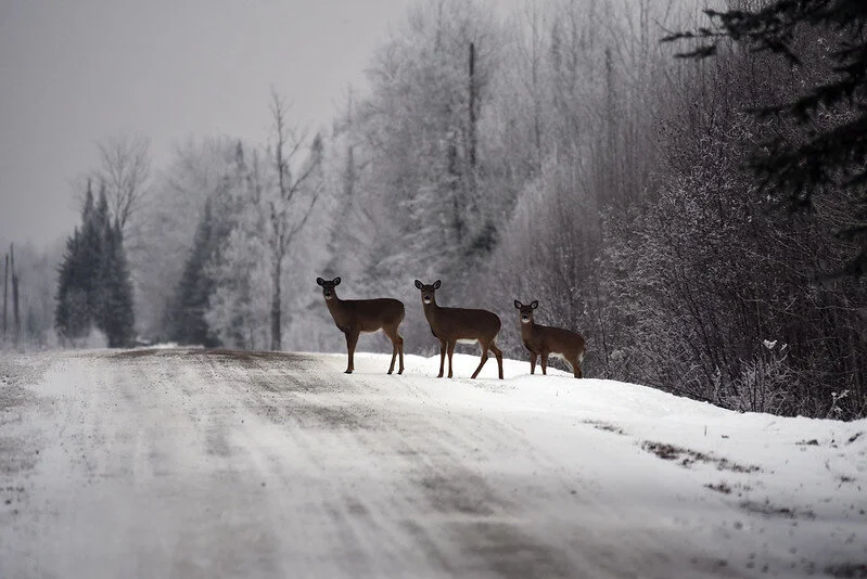 White-tailed-deer-Courtney-Celley-USFWS-public domain.jpg