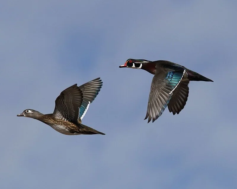 Wood-ducks-James Roane USFWS CC BY 2.0.jpg