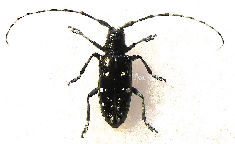 Asian longhrned beetle-NYS IPM Program at Cornell.jpg