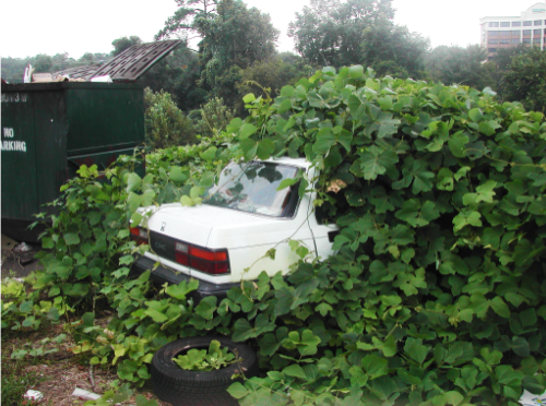 Kudzu (Pueraria lobata). 