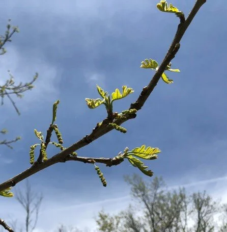 phenology image.jpg