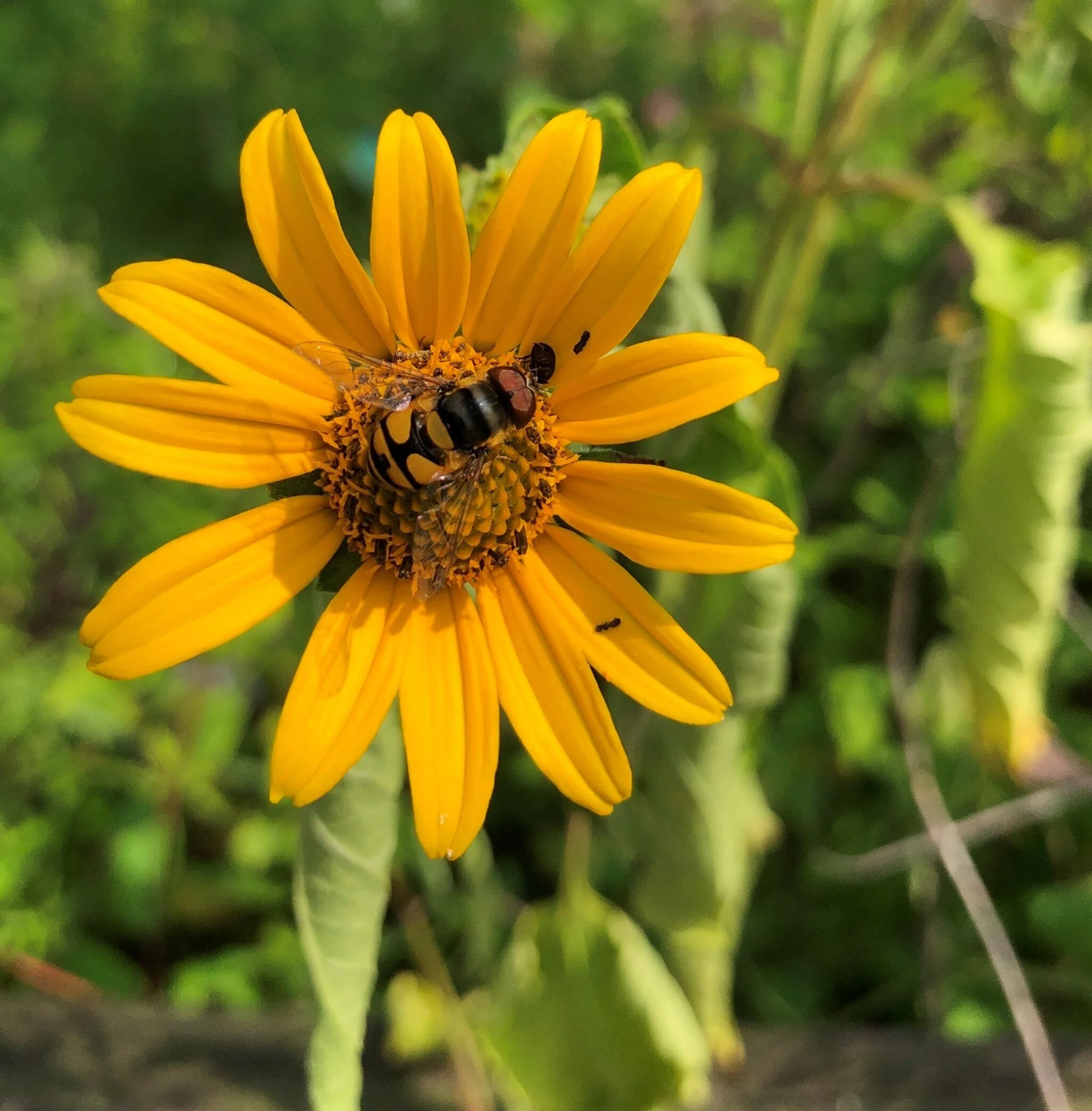 bioblitz image.jpg