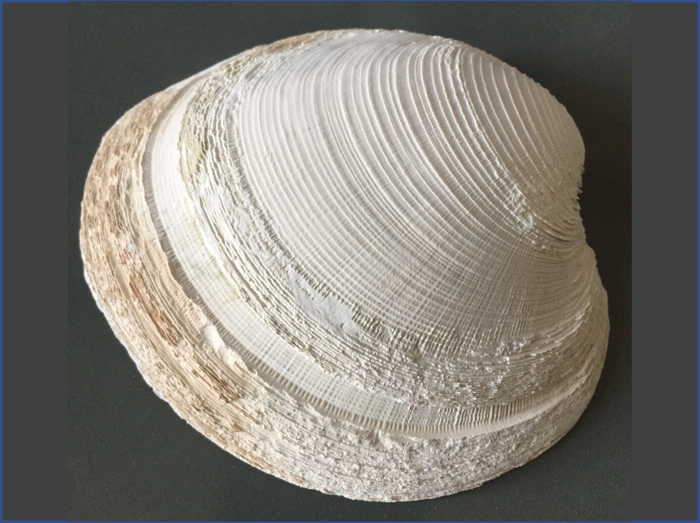 proxy-clam shell.jpg