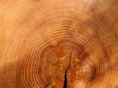 proxy-tree rings.jpg