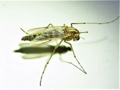 proxy-midges.jpg