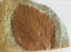 proxy-leaf fossil.jpg